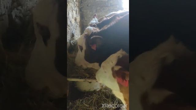 Симменталы смотреть онлайн