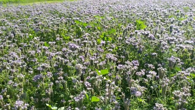 Липовый мëд 2021 в Воронежском крае. смотреть онлайн