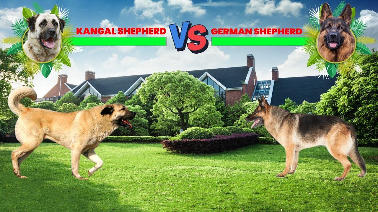 Kangal Vs German Shepherd смотреть онлайн