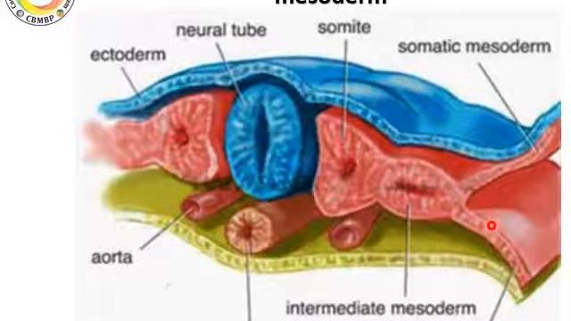 Differentiation of intraebmryonic mesoderm Media CBMBP смотреть онлайн