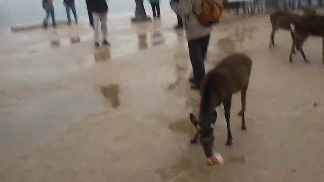 Miyajima - Миядзима смотреть онлайн