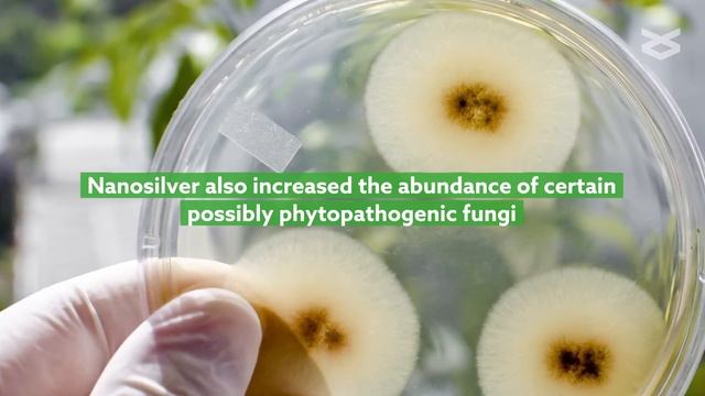 Nanosilver alters maize plant environment and growth смотреть онлайн