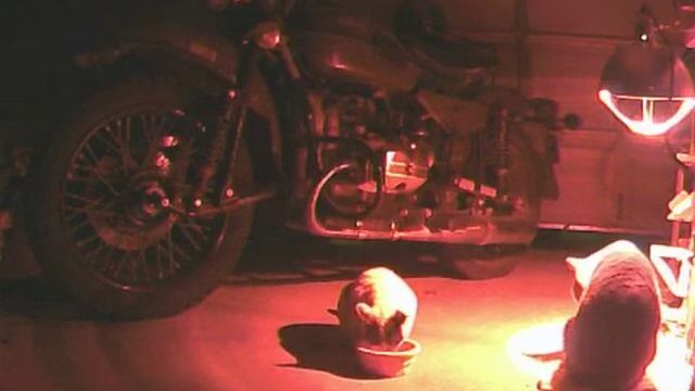 Feral cats eating cat food next to my Ural смотреть онлайн