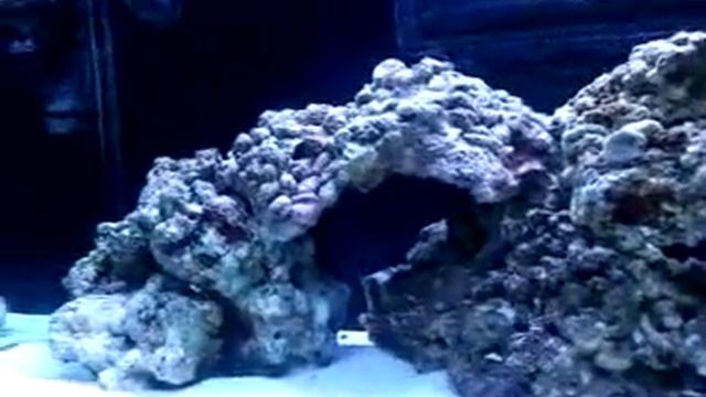 Red Sea Max 250 setup Day 1 смотреть онлайн