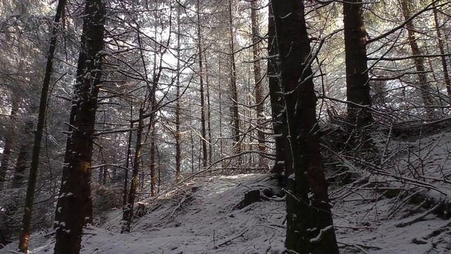 Pine Martens in Wales, an update of sightings (march 2018) смотреть онлайн