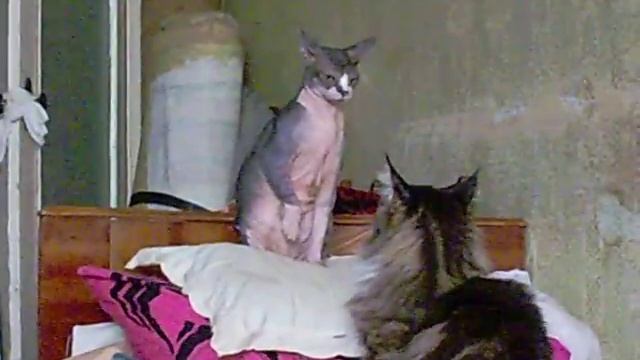 100 1279 смотреть онлайн