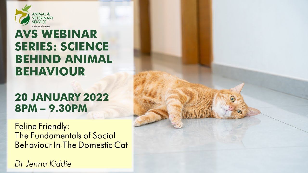 AVS Free Webinar Series | Feline Friendly: The Fundamentals of Social Behaviour in the Domestic Cat смотреть онлайн