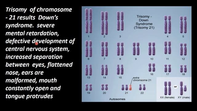 26.Zoology | Principles of Inheritance and Variation | Autosomal Aneuploidy In Humans смотреть онлайн