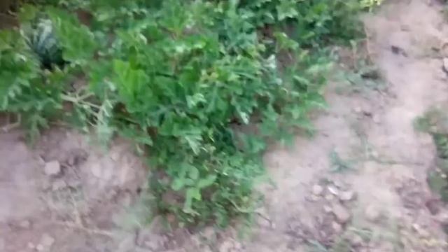 Атырау 29 07 19 г.у друга на даче смотреть онлайн