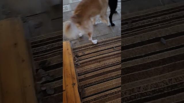 Дождливо... смотреть онлайн