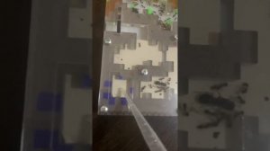 Как ухаживать за муравьиной фермой