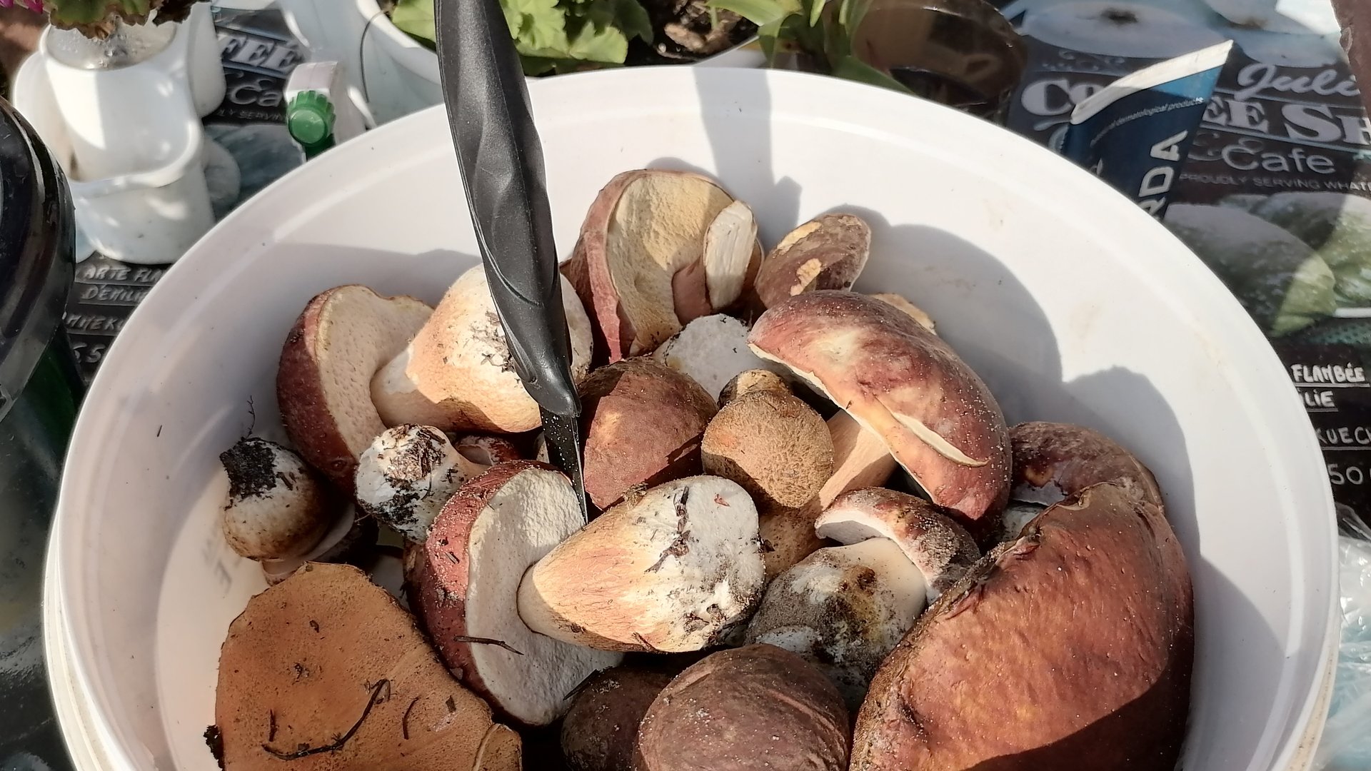 В лес по грибы. Белые грибы. смотреть онлайн