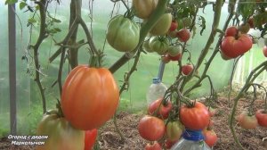 ТОМАТ ПУЗАТА ХАТА. И хороший и плохой.