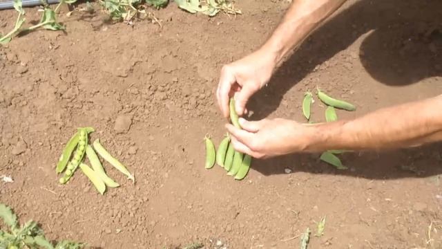 Types of Peas смотреть онлайн