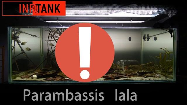 СКЛЯНИЙ ОКУНЬ ЛАЛА Parambassis lala, Ambassis lala, Chanda lala смотреть онлайн