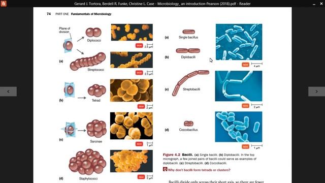 Bacterial Morphology | bacteria size, shape, and arrangement | bacillus and coccus bacteria смотреть онлайн