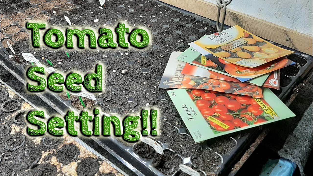 Tomato varieties for 2021! Description and setting. смотреть онлайн