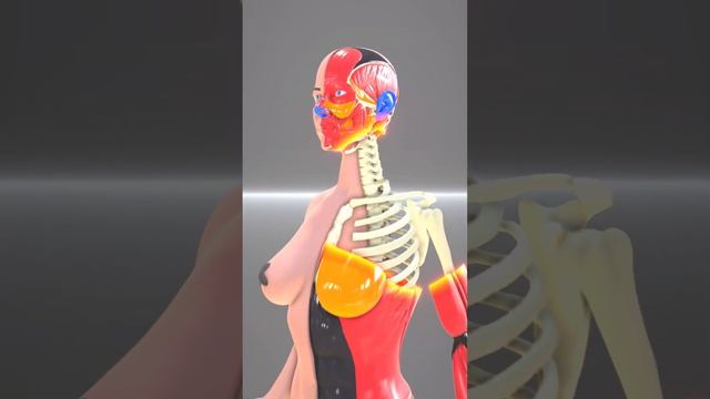 Female Anatomy by CheRa_Muscles - Free Female Anatomy 3D models #anatomy #bodystructure #muscle смотреть онлайн