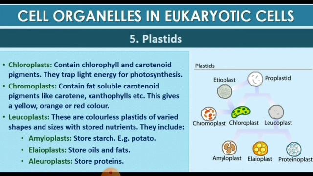 Plus One Botany, Chapter 5 :- Cell - The Unit Of Life, Part - 4 смотреть онлайн