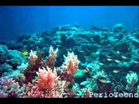 ecosistema acuatico смотреть онлайн