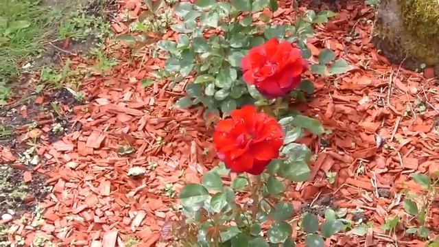 ROSIERS DE MON JARDIN (pas tous) смотреть онлайн
