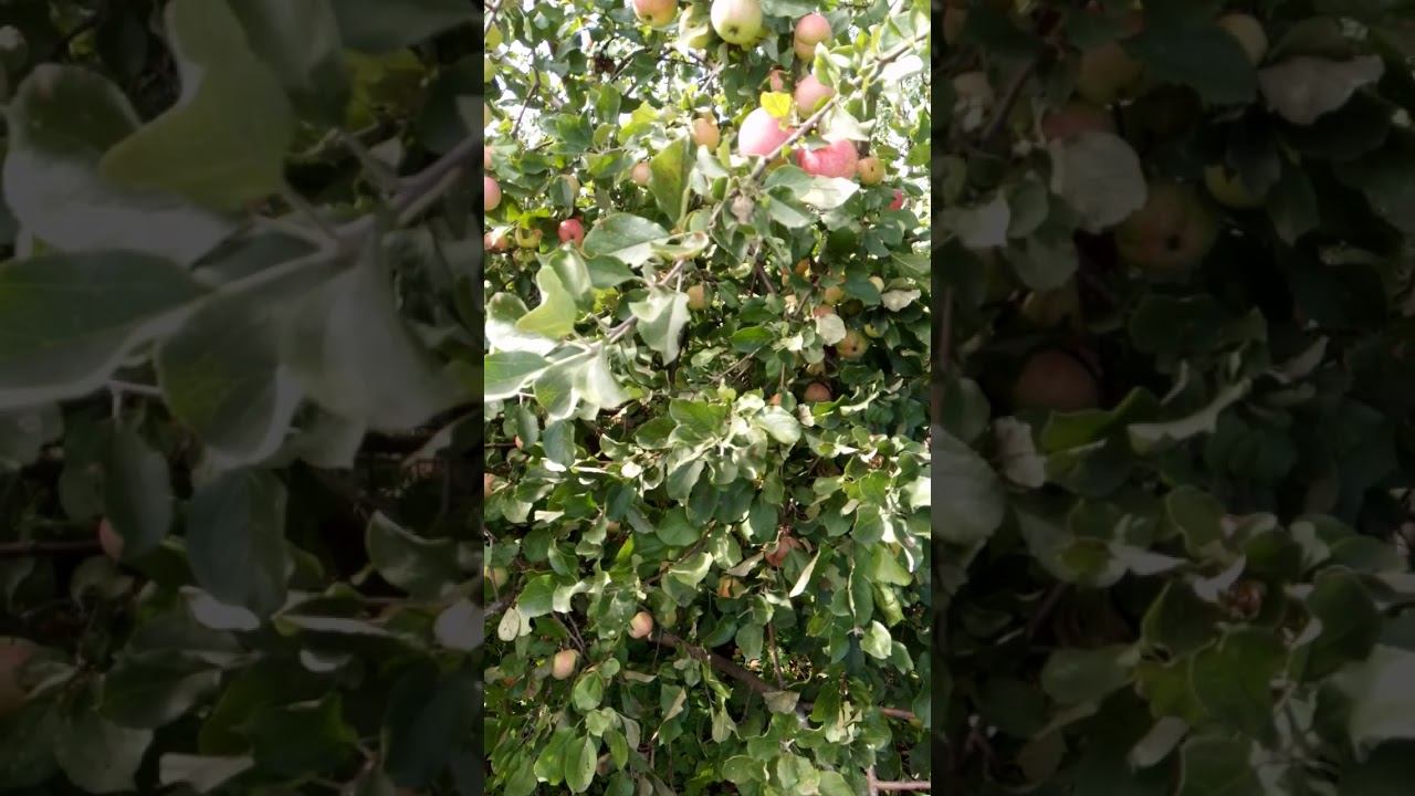 Сельское хозяйство смотреть онлайн