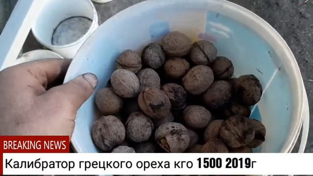Калибратор грецкого ореха КГО 1500 2019 смотреть онлайн