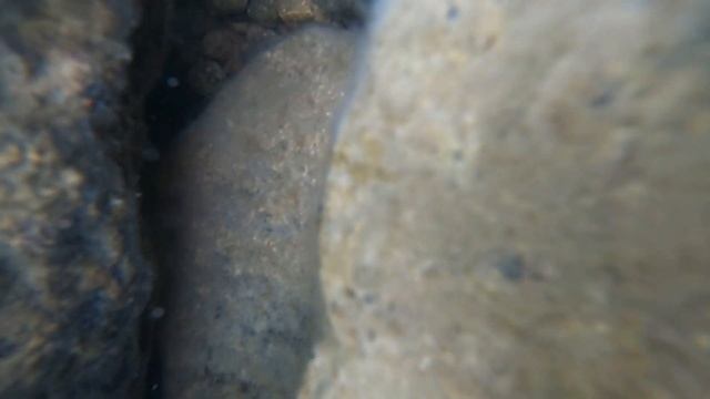 Тайная жизнь морских обитателей 5 смотреть онлайн
