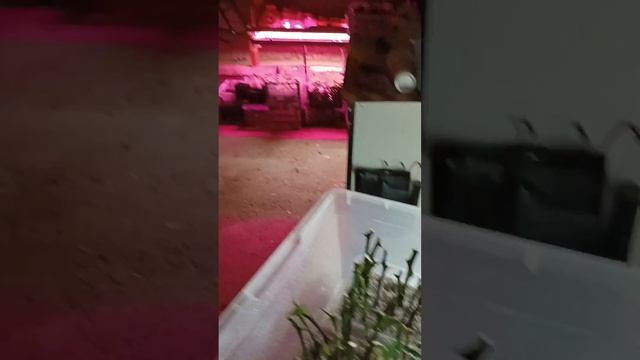 Черенкование лимона мейер смотреть онлайн