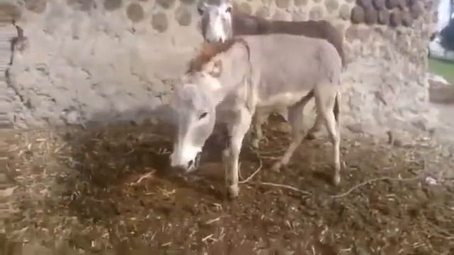 Super Murrah Donkey With Horse First Time 2020 - Animal Breeding смотреть онлайн