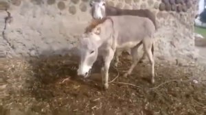 Super Murrah Donkey With Horse First Time 2020 - Animal Breeding