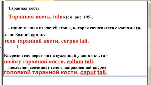 12 10 2022. Таранная кость. 1. смотреть онлайн