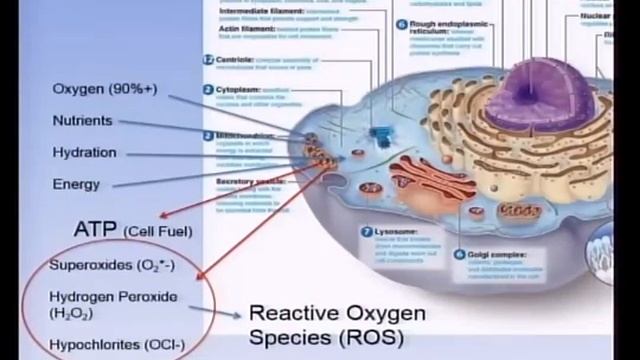Dr Gary Samuelson, PHd 2016 Autism One Conference смотреть онлайн