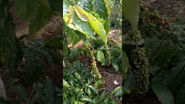 liat kopi di areal jambe wulung смотреть онлайн