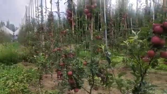 HDP APPLE 🍎GALA MEME смотреть онлайн