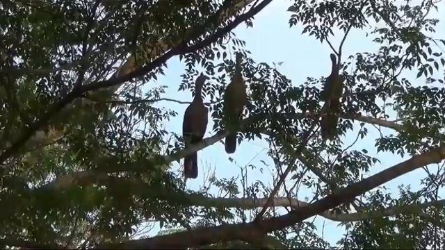 Hondureño convierte terreno desértico en un pequeño paraíso de flora, fauna y generación de riqueza смотреть онлайн