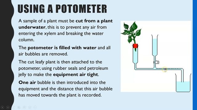 Potometer Experiment : Measuring the rate of transpiration. A-level Biology Experiment смотреть онлайн
