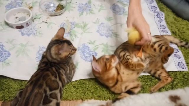 Бенгальские котята и гусенок смотреть онлайн