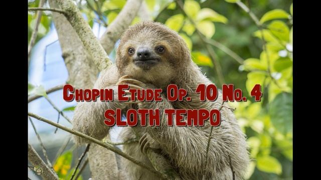 Chopin Etude Op. 10 No. 4. SLOTH TEMPO смотреть онлайн