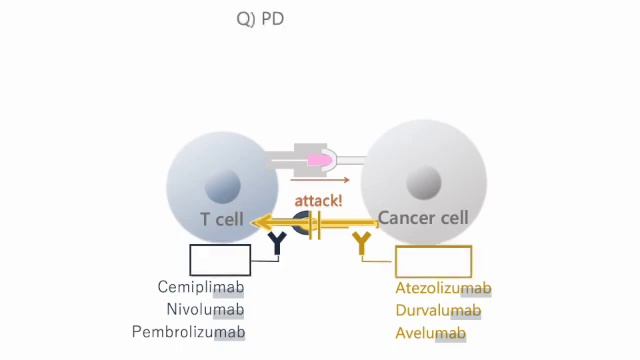 Easy-to-Grasp Explanations: Immune Checkpoint Inhibitors, PD-1, PD-L1, CTLA-4 смотреть онлайн