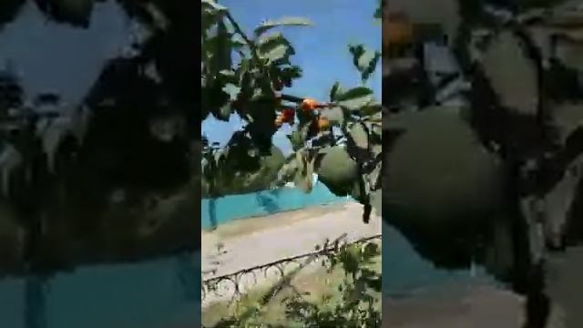 Ерекше ағаш 2 смотреть онлайн