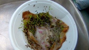 Проращивание семян моркови