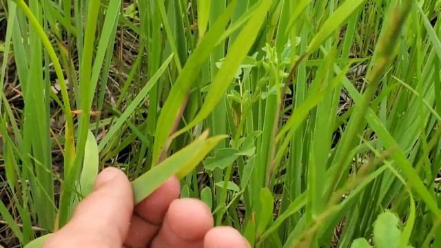 Iris Floral Morphology Primer смотреть онлайн