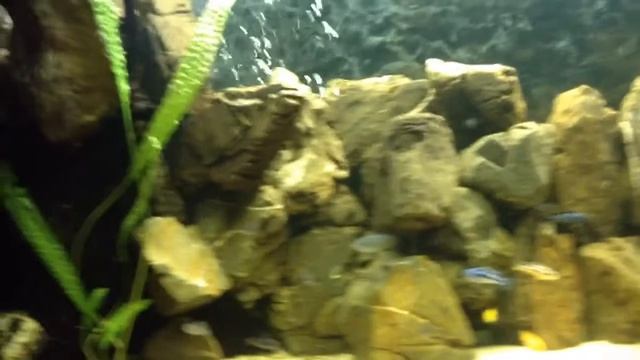 Малавийцы цыхлиды смотреть онлайн