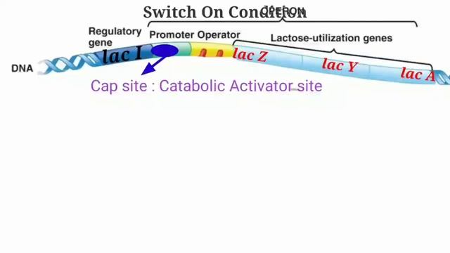 Lactose and tryptophan operon with previous year question смотреть онлайн