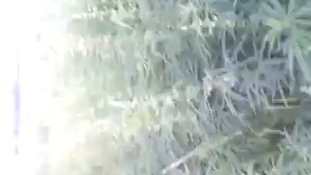 MOV 0000131 смотреть онлайн