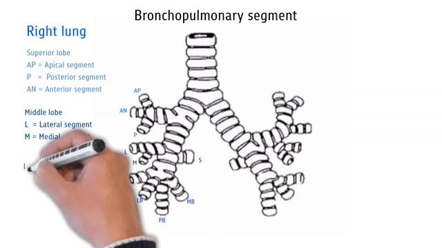 Anatomy (Lung segment) смотреть онлайн