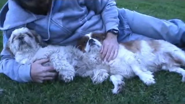 Ghost detector dogs смотреть онлайн