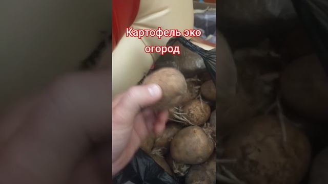 в вашем доме круглый год ЭКО - огород смотреть онлайн