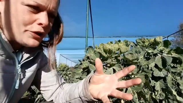 Jobs for the month in the Vegetable garden in November смотреть онлайн